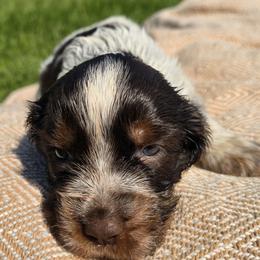 Misty - Liver and white female English Springer Spaniel puppy in Hephzibah, Georgia from Sidel's Springers
