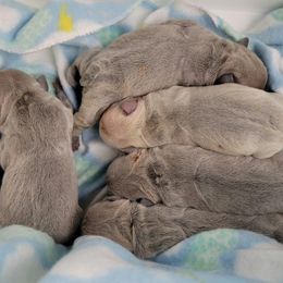 Bulldog and French Bulldog Puppies from Eclipse Bulldogs