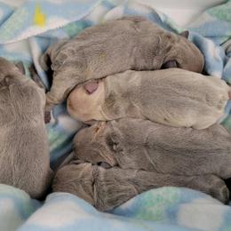Bulldog and French Bulldog Puppies from Eclipse Bulldogs