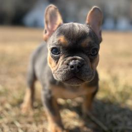 Blue collar - Tricolors female French Bulldog puppy in Salisbury, Maryland from 77 Frenchies Maryland