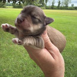 Reef - Salt and pepper male Miniature Schnauzer puppy in Silver Creek, Mississippi from Mamie’s Minis, LLC