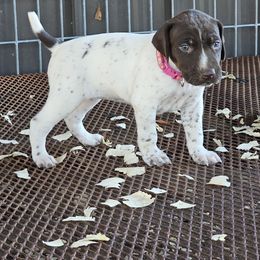 Girl 4 - Liver and white female German Shorthaired Pointer puppy in Henderson, Texas from C4 Gun Dogs