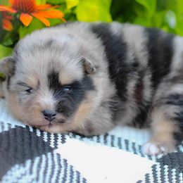 Leo - Merle male Pomsky puppy in Bremen, Indiana from AMS Pomeranians and Pomskies in Indiana