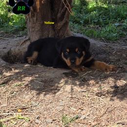 Yellow - Black and mahogany female Rottweiler puppy in Tangent, Oregon from Raya's Royals