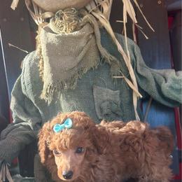 Sugar Baby - Red  female Poodle puppy in Hardinsburg, Indiana from KC Recherche'