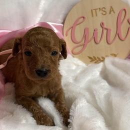 Lt. Pink girl - Red  female Poodle puppy in Bowling Green, Kentucky from Ritzy Red Poodles