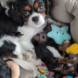Cavalier King Charles Spaniel Puppies from The Kings Cavaliers