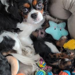 Cavalier King Charles Spaniel Puppies from The Kings Cavaliers