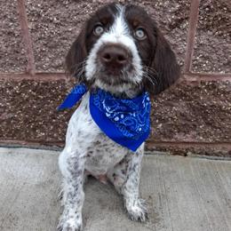 Boy 2 - Liver and white male German Wirehaired Pointer puppy in Potosi, Wisconsin from Point and Flush Gun Dogs