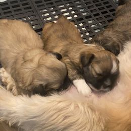 Lhasa Apso puppies from Lhasa Apso Doggy Stylez Fl