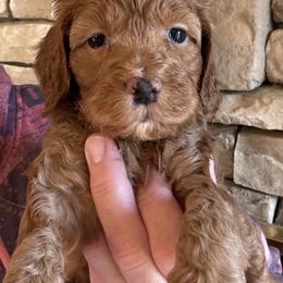 Bonny - Red female Cockapoo puppy in Connersville, Indiana from MoonShine Babies