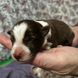 Boy 1 - Red male Border Collie puppy in Memphis, New York from Dual Traxx Border Collies
