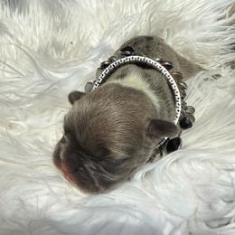 Rocko - Blue male French Bulldog puppy in Taylorsville, North Carolina from SilverLining highlands and hounds