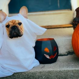 French Bulldog Puppies from Von Bales French Bulldogs