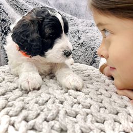 Sheepadoodle Puppies from Maplesierradoodles
