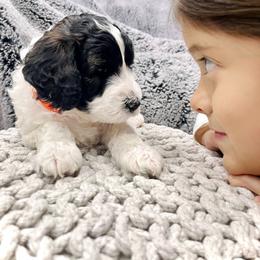 Sheepadoodle Puppies from Maplesierradoodles