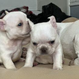 French Bulldog and Labrador Retriever Puppies from Desiree Ortiz's French Bull Dogs and Labrador Retrievers