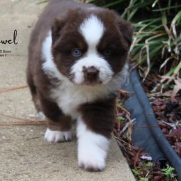 Australian Shepherd, Miniature Australian Shepherd, and Toy Australian Shepherd Puppies from TK Standard, Mini, & Toy Aussies
