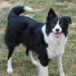 Border Collie puppies from LaTiKi Border Collies