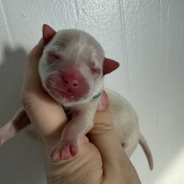 Cilantro - Cream and white male Chihuahua puppy in Latrobe, Pennsylvania from Zobelchi