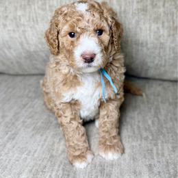 Fog - Apricot male Goldendoodle puppy in Lamar, Colorado from Jozlyn’s Pups