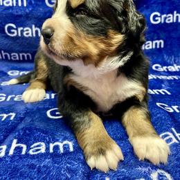 Brown Collar - Black rust and white male Bernese Mountain Dog puppy in Comer, Georgia from Water Oak Farm