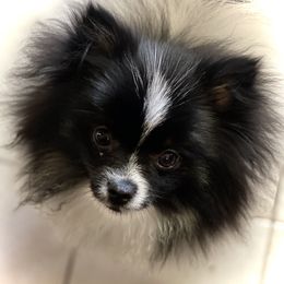 Sadie - Pomeranian