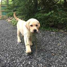 Labrador Retriever Puppies from Caledonia Labradors