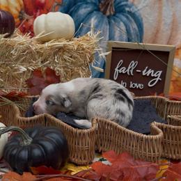 Rosemary - Blue merle female Australian Shepherd puppy in Inverness, Florida from Swamp Puppy Canine Kennel