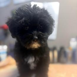 Blue - Black male Yorkipoo puppy in Florence, Kentucky from 4paws4ever by Design