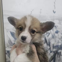 Moon - girl - 5th born - White and red female Pembroke Welsh Corgi puppy in Tomball, Texas from Larsen Loved Corgis