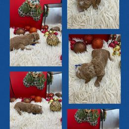 Cedar - Red  male Goldendoodle puppy in Wayland, New York from Loris Pampered Pooches💕