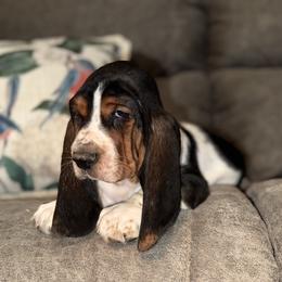 Basset Hound and Bloodhound Puppies from Sandhill Hounds of Nebraska