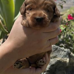Australian Labradoodle puppies from Sycamore Canyon Labradoodle