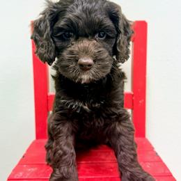 Sergeant - Chocolate female Australian Labradoodle puppy in Helena, Montana from Labradoodles of Montana