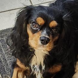 Cooper - Cavalier King Charles Spaniel