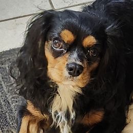 Cooper - Cavalier King Charles Spaniel