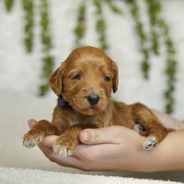 Poppy - Red  female Goldendoodle puppy in Spokane, Washington from Puppy Love