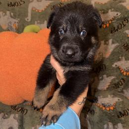 White Collar...Grey Collar - Bi-color male German Shepherd puppy in Davenport, Florida from Pray Love Shepherd Kennels