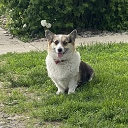 Mable - Pembroke Welsh Corgi