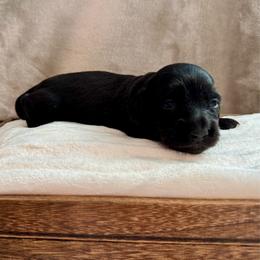 Girl 1 - Black female Dachshund puppy in Franklin, Tennessee from Wendy's Weenies