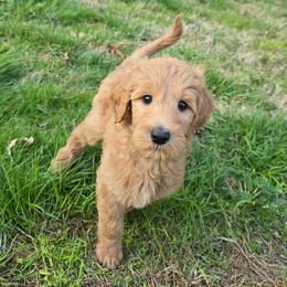 Dustin - Apricot male Goldendoodle puppy in Georgetown, Tennessee from Georgetown Designer & Purebred Puppies