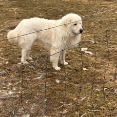 Sampson - Maremma Sheepdog