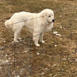 Sampson - Maremma Sheepdog
