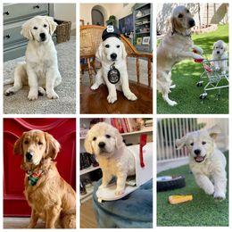 Golden Retriever Puppies from Suzy’s Golden Girls