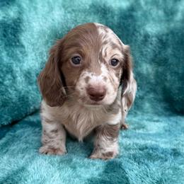 Ranger - Dapple male Dachshund puppy in Lincoln, Arkansas from Red Dirt Dachshunds