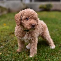 Australian Labradoodle Puppies from Companion Pups NW