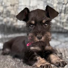 Willow - Black and silver female Miniature Schnauzer puppy in Moreauville, Louisiana from Bayou Schnauz and Dals