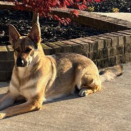 German Shepherd All Grown Up from A2 German Shepherd Dogs