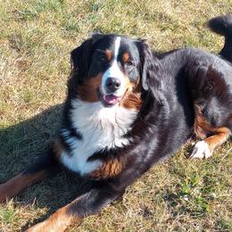Coral - Bernese Mountain Dog